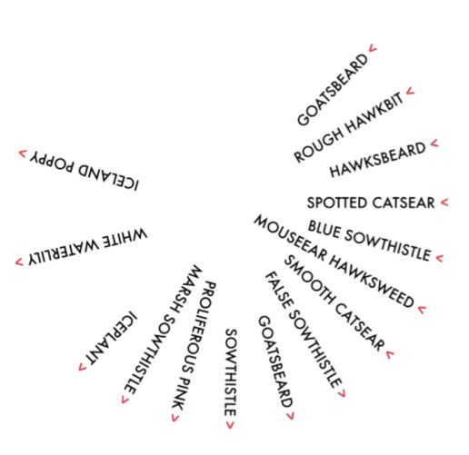 Cathy_Haynes_Horologium_Florae_2013