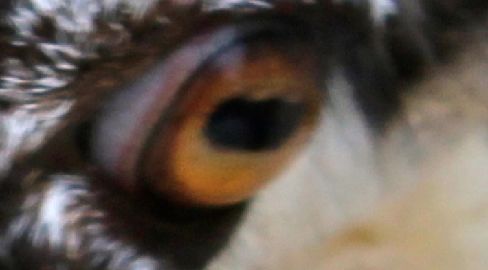 Cathy_Haynes_Sheep_Eye_Clock_A