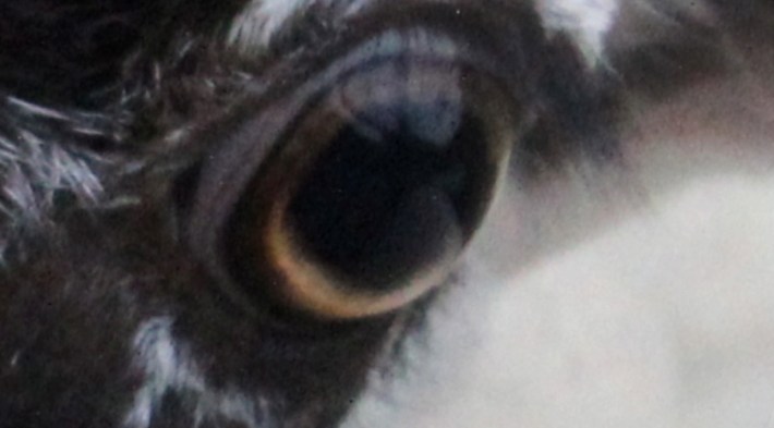 Cathy_Haynes_Sheep_Eye_Clock_B